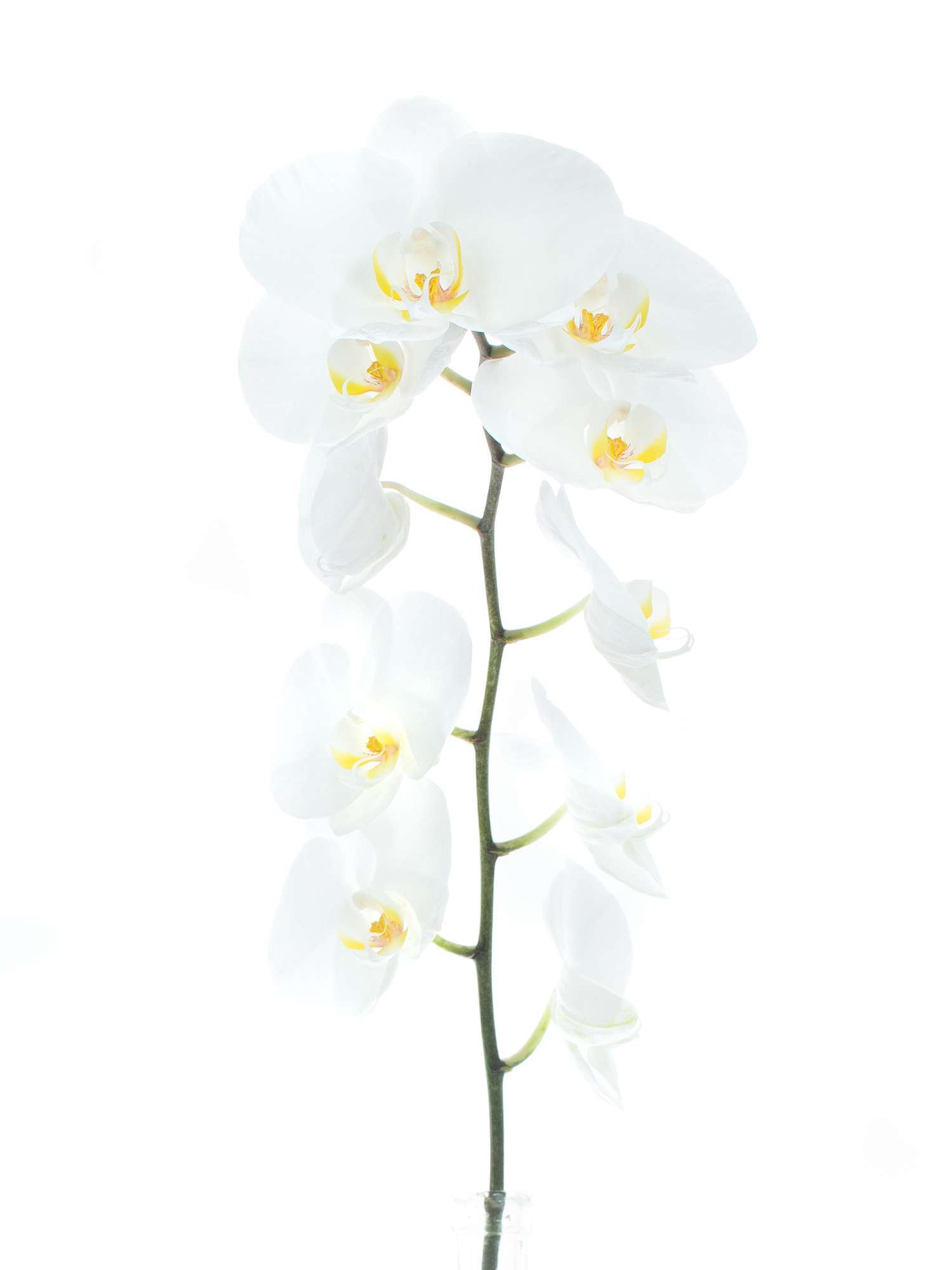 blumigo-phalaenopsis-sensation-white-wei-e-orchidee image 3