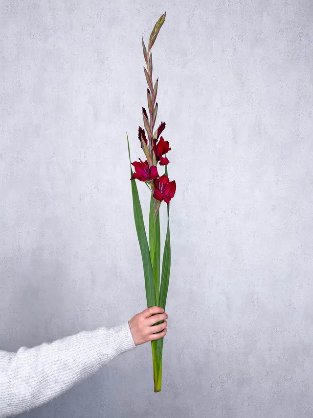 blumigo-gladiolen-dunkelrot-schnittblume-pro-stiel-frisch image 1