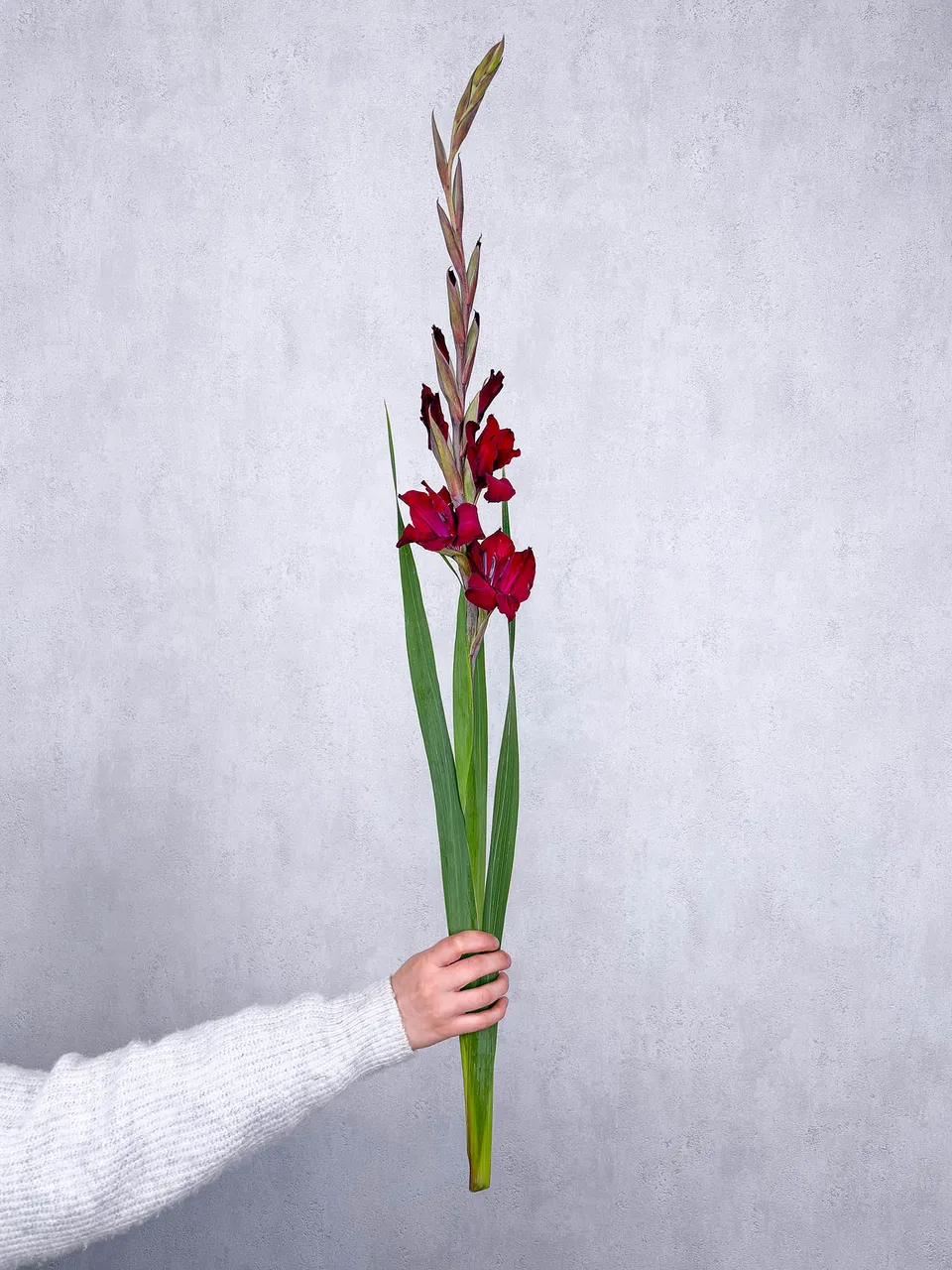 blumigo-gladiolen-dunkelrot-schnittblume-pro-stiel-frisch image 1