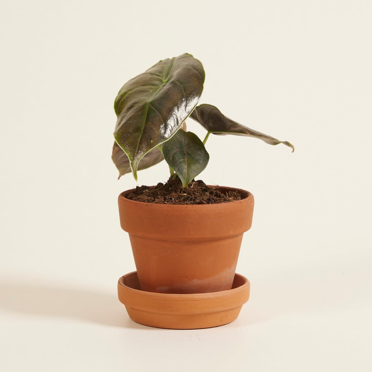 plnts-babyplnts-alocasia-azlanii-zimmerpflanze-10-cm-babypflanze image 6