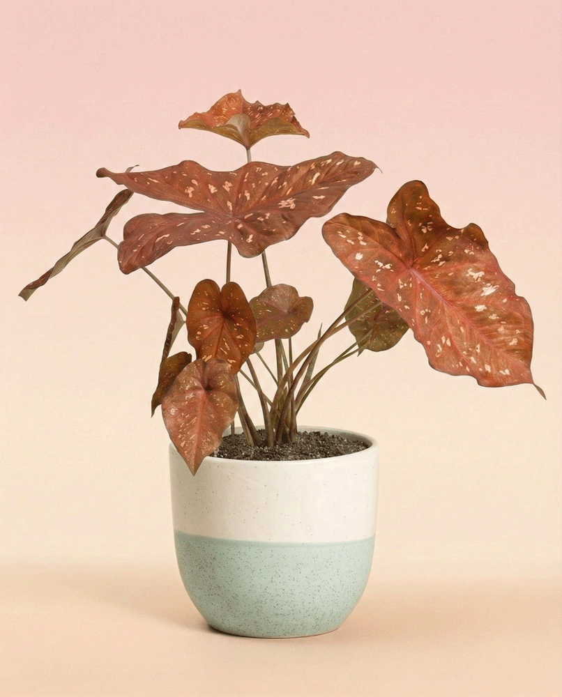 feey-variado-burning-heart-caladium-buntblatt-ohne-topf image 4