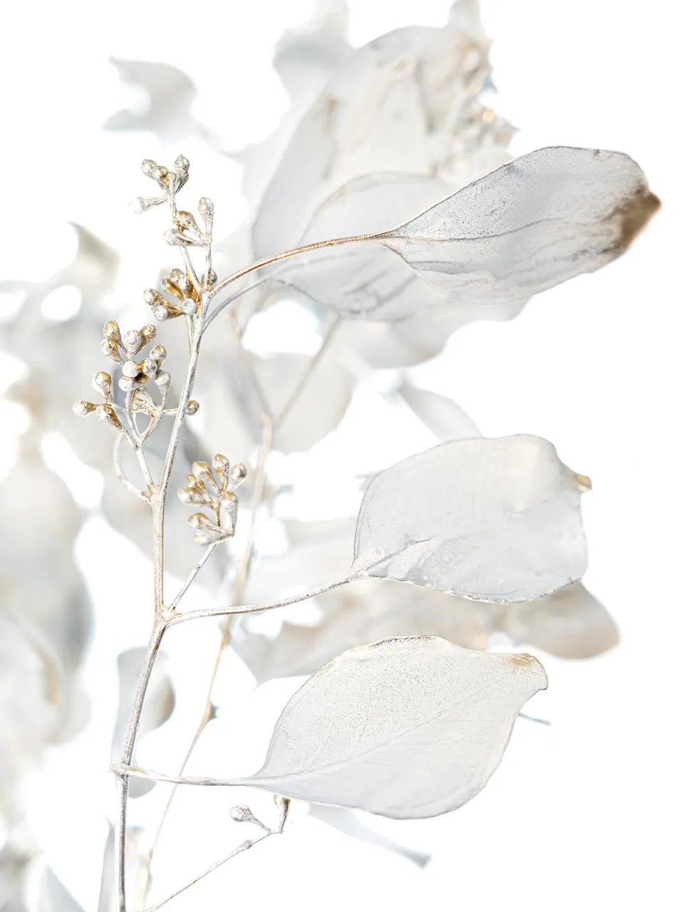 blumigo-eukalyptus-trockenblumen-antik-gold-gef-rbt image 1
