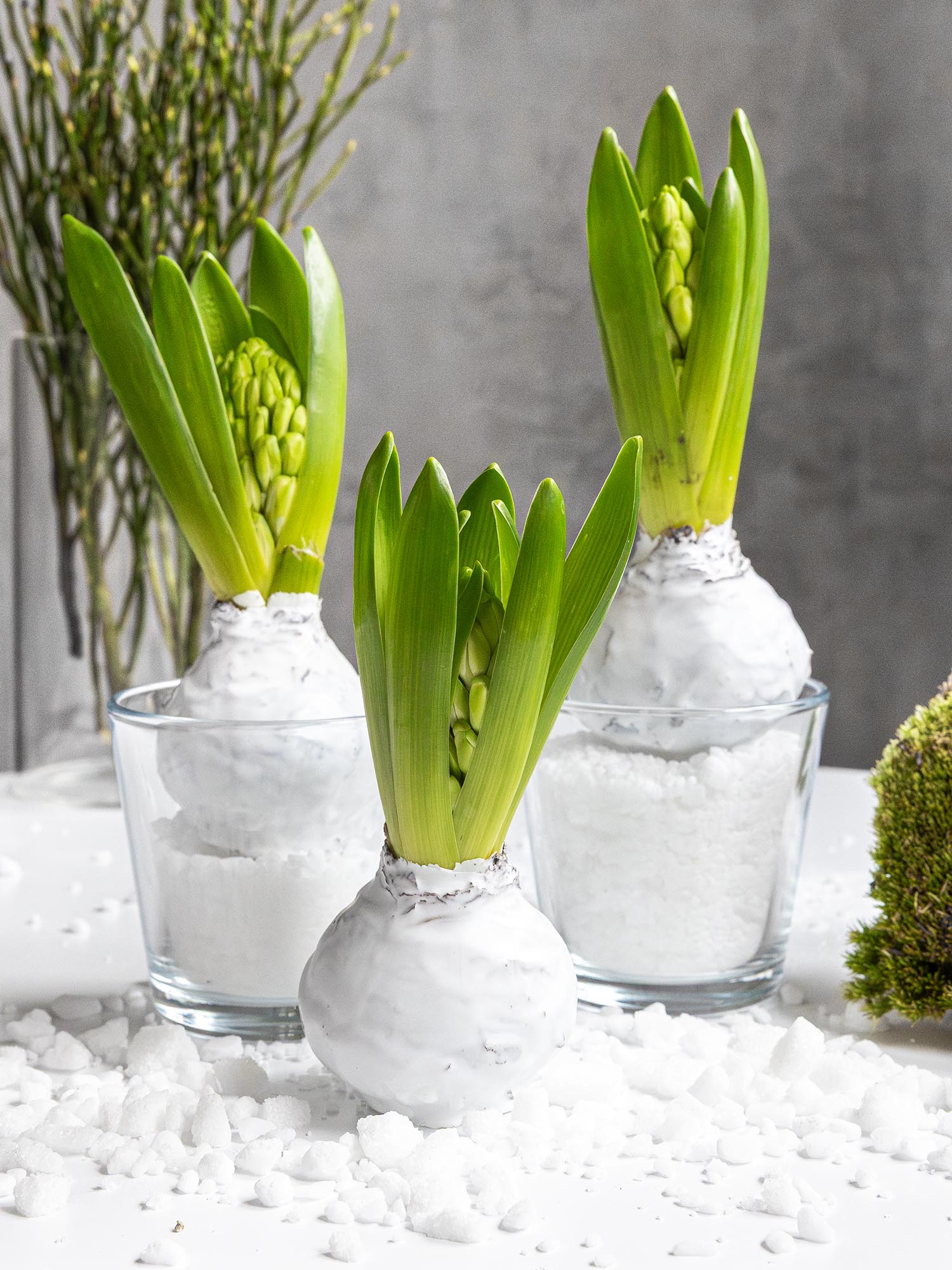 blumigo-fr-hlingsknollen-gewachste-hyazinthe-wei-duftend image 2