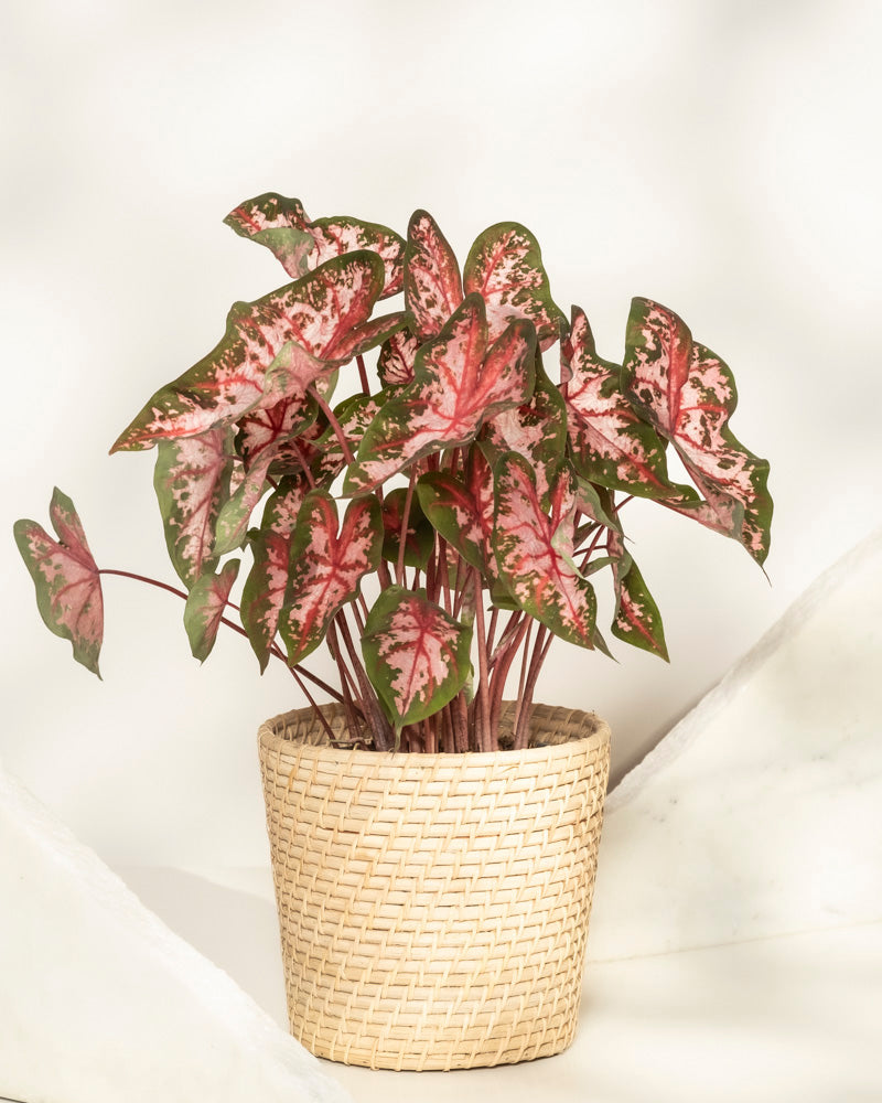 feey-variado-caladium-roze-buntblatt-rosa-zimmerpflanze image 5