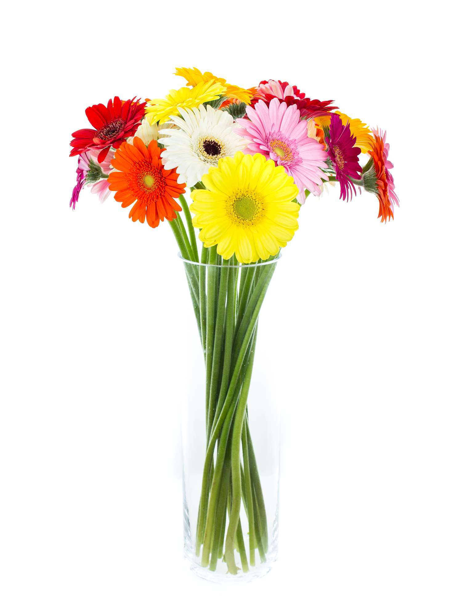 blumigo-gerbera-mini-bunte-mischung-schnittblume image 5