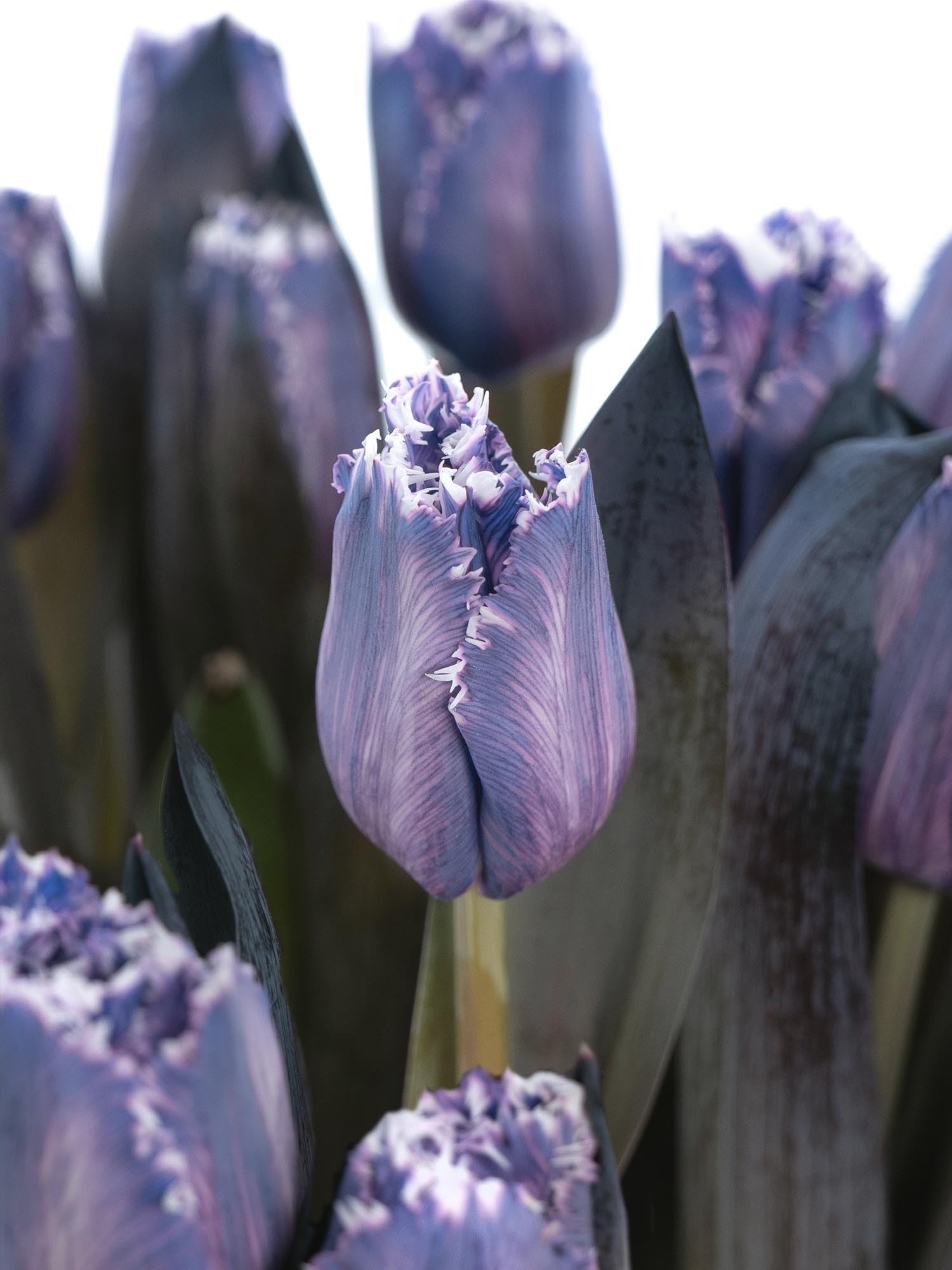 blumigo-tulpen-fringed-violet-schnittblumen-violett-grau image 2
