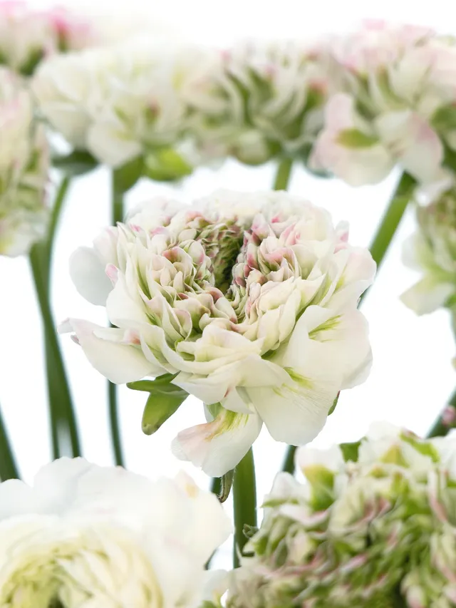 blumigo-ranunkeln-xl-ponpon-ranunkel-rosa-wei-1-stiel image 1