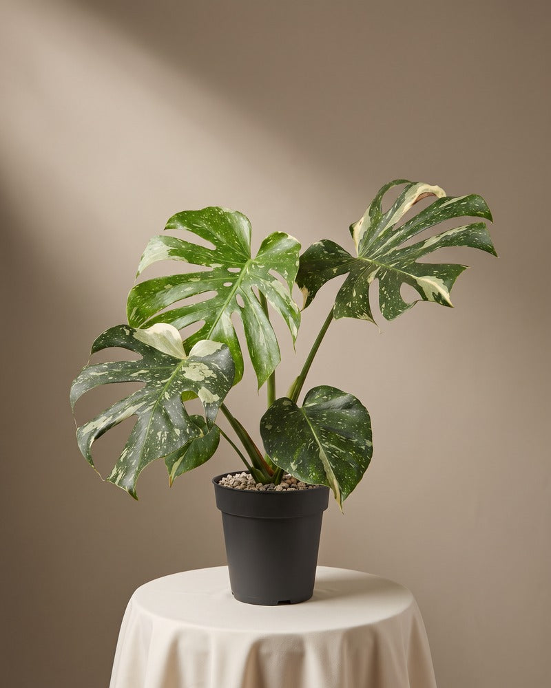 feey-monstera-thai-constellation-panaschiert-ohne-bertopf image 3