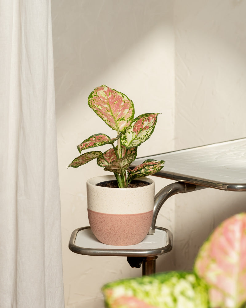 feey-aglaonema-jazzy-red-zimmerpflanze-ohne-bertopf-klein image 4