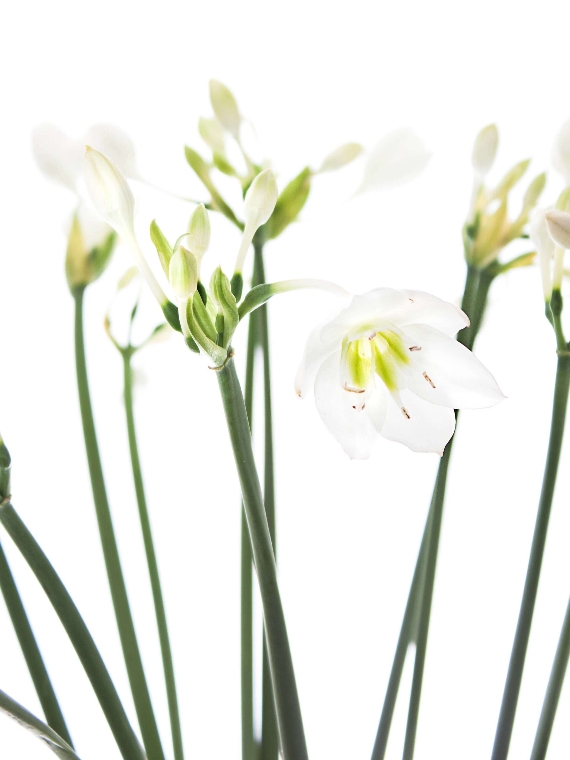 blumigo-blattwerk-eucharis-grandiflora-wei-stiel-frisch image 1