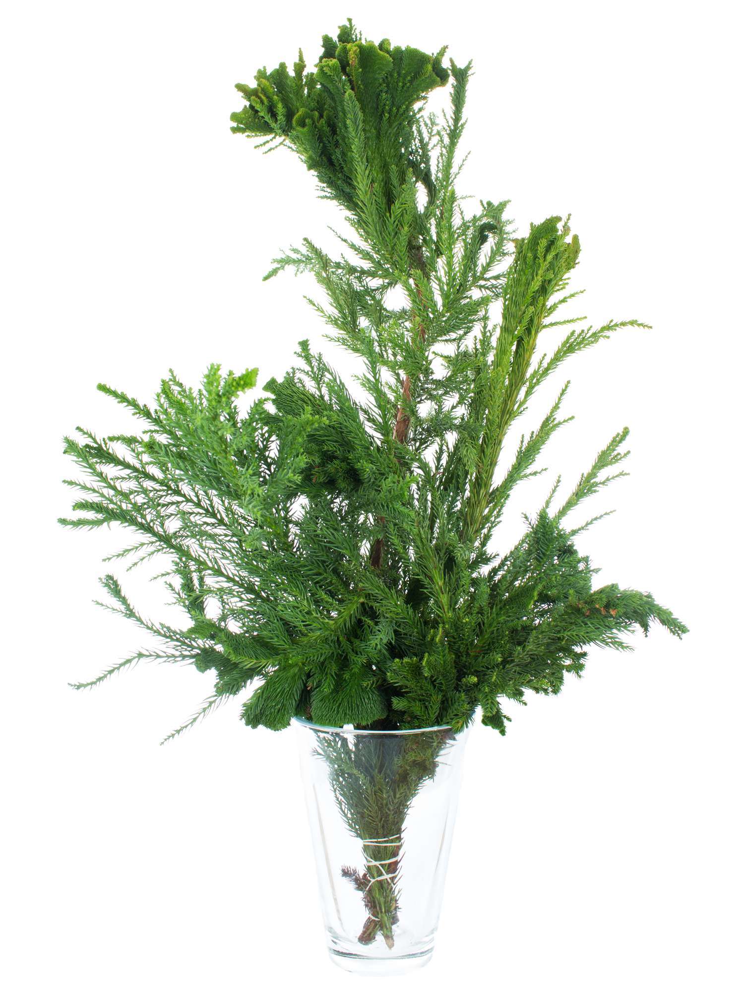 blumigo-cristata-kryptomerie-hahnenkamm-wintergr-n-bund image 4