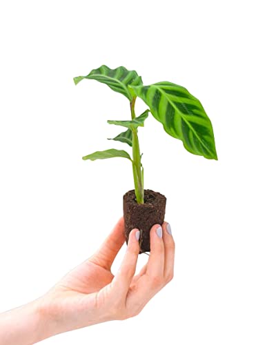 plnts-babyplnts-calathea-zebrina-zimmerpflanze-15-cm-gebetspflanze image 7