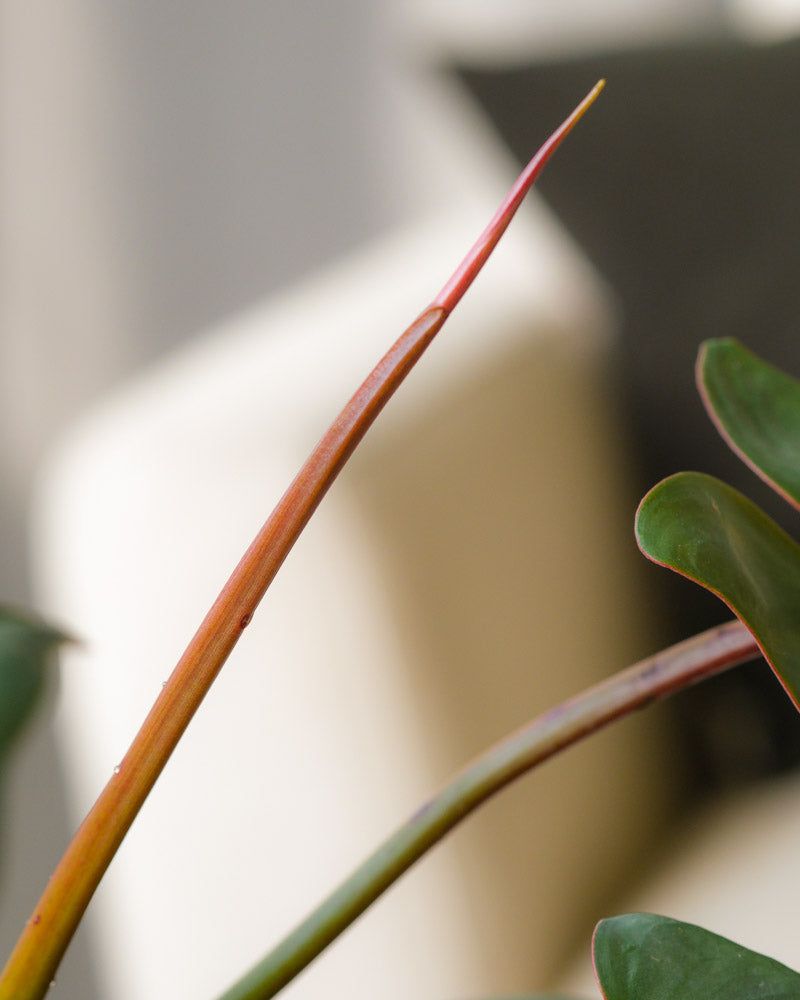 feey-variado-philodendron-atabapoense-zimmerpflanze-rar image 6