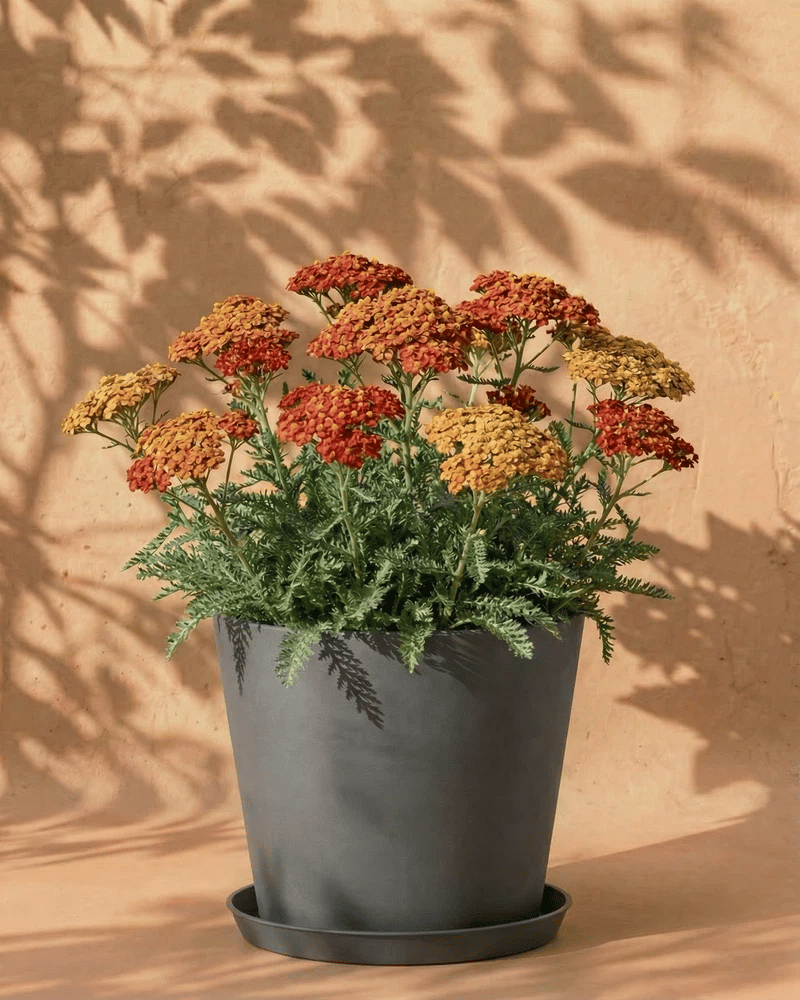 feey-amsterdam-schafgarbe-rhizome-orange-braun-3-stk-bienen image 7