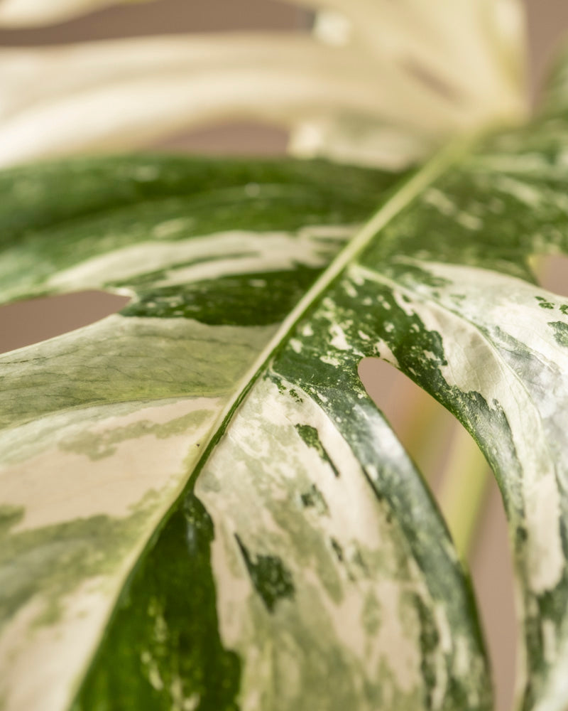 feey-variado-monstera-deliciosa-variegata-zimmerpflanze-panaschiert image 8