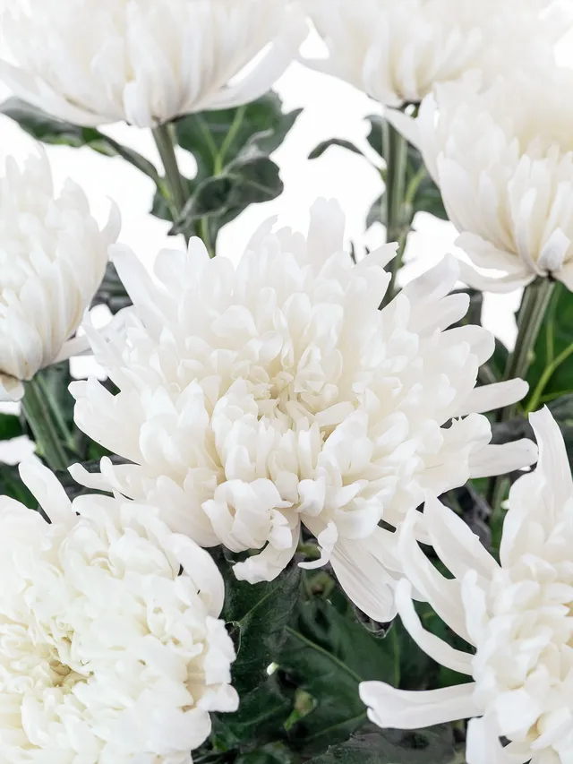 blumigo-antonov-chrysantheme-wei-frische-schnittblume image 1