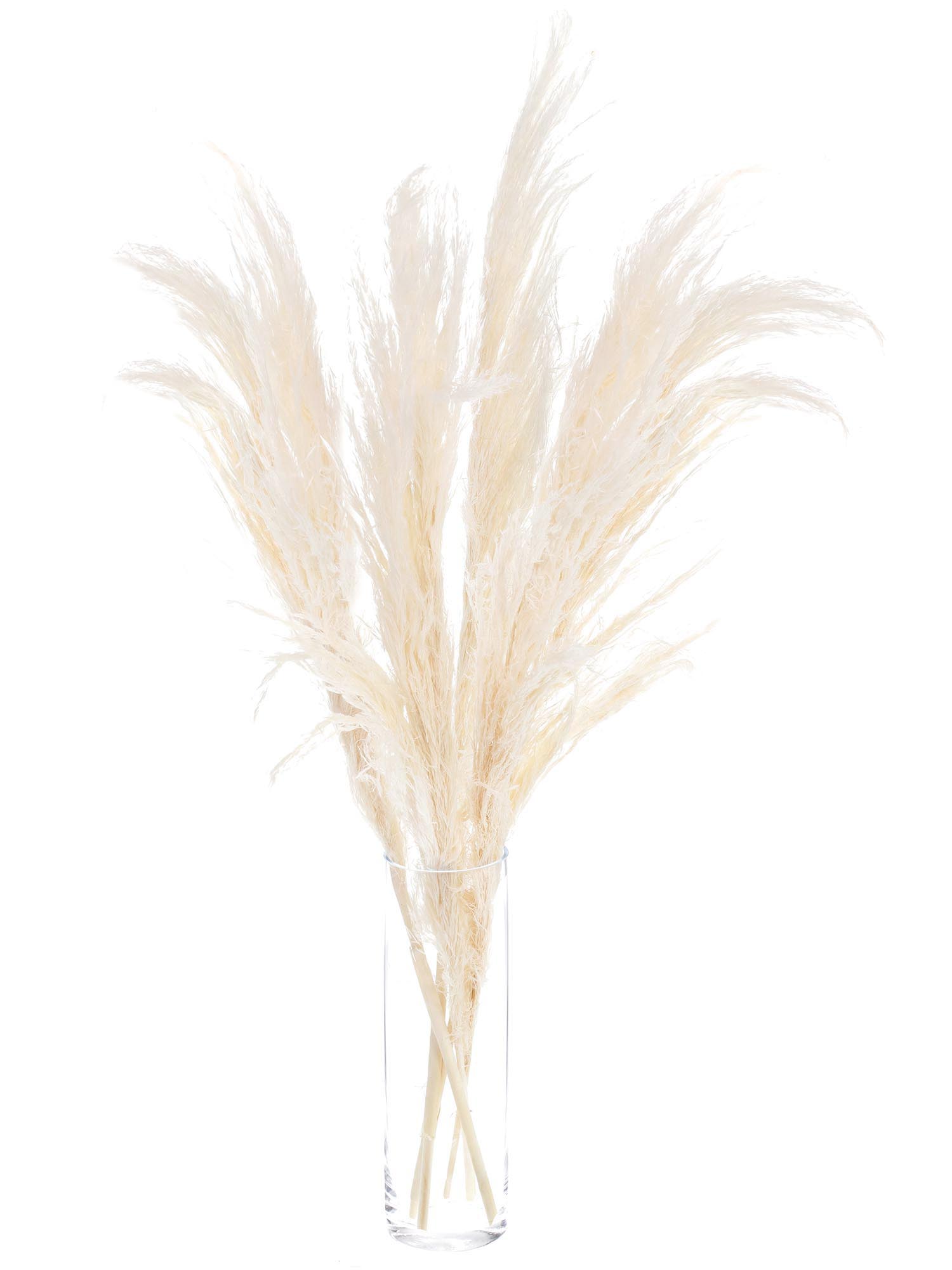 blumigo-trockenblumen-pampasgras-trockenstrau-creme-beige image 2