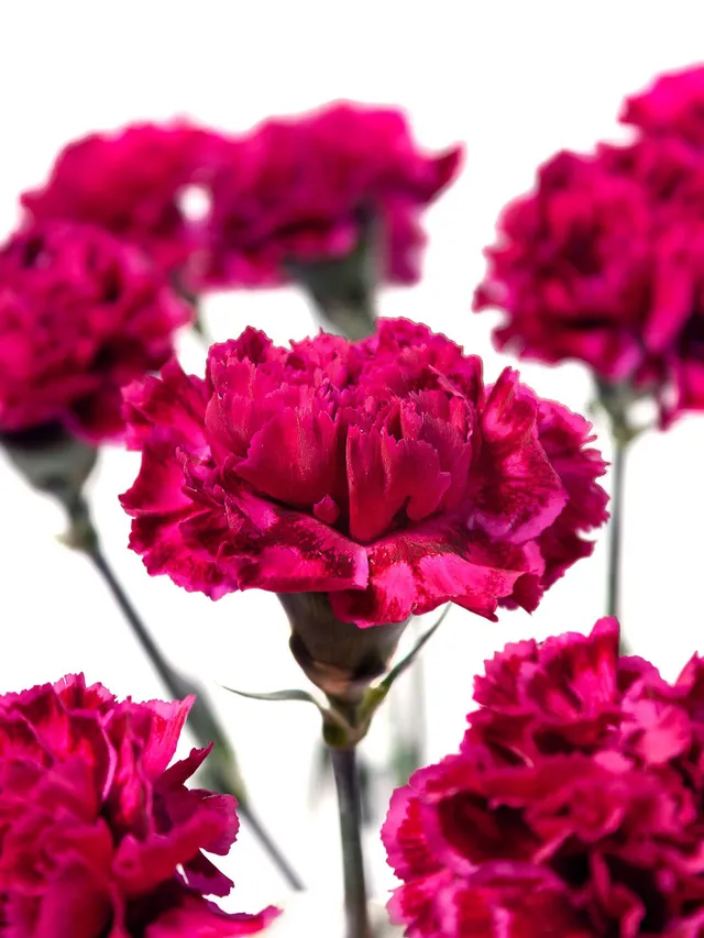 blumigo-nelken-nobbio-party-dunkelrot-pink-edelnelke image 1