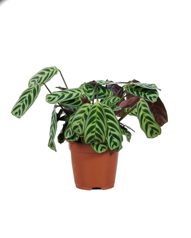 plnts-rareplnts-ctenanthe-burle-marxii-zimmerpflanze-30-cm-blattschmuck image 1