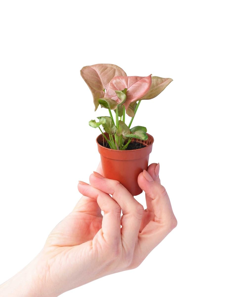 plnts-baby-syngonium-neon-zimmerpflanze-6cm-topf-10cm image 8