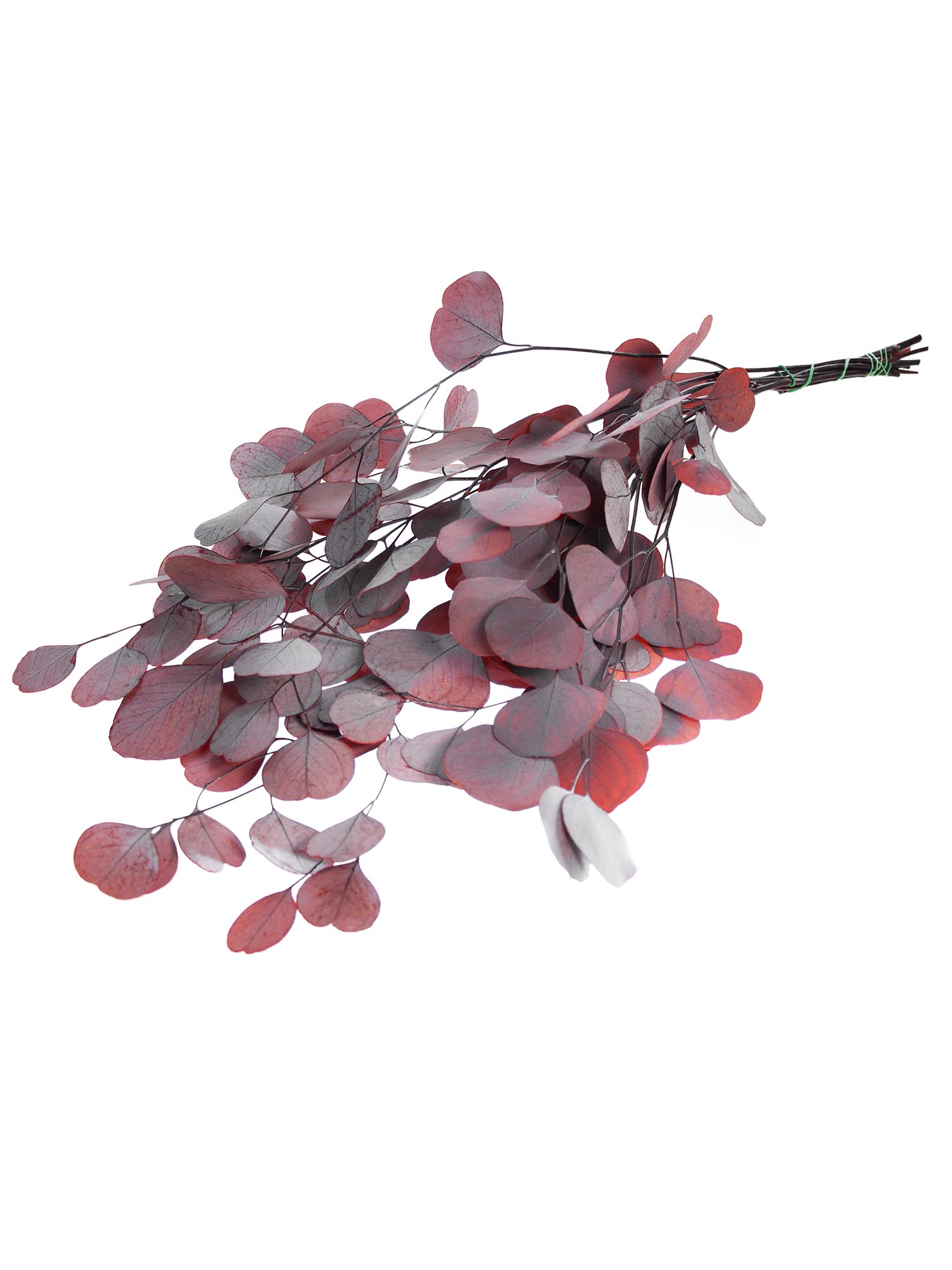 blumigo-trockenblumen-eukalyptus-silver-dollar-rot-konserviert image 3
