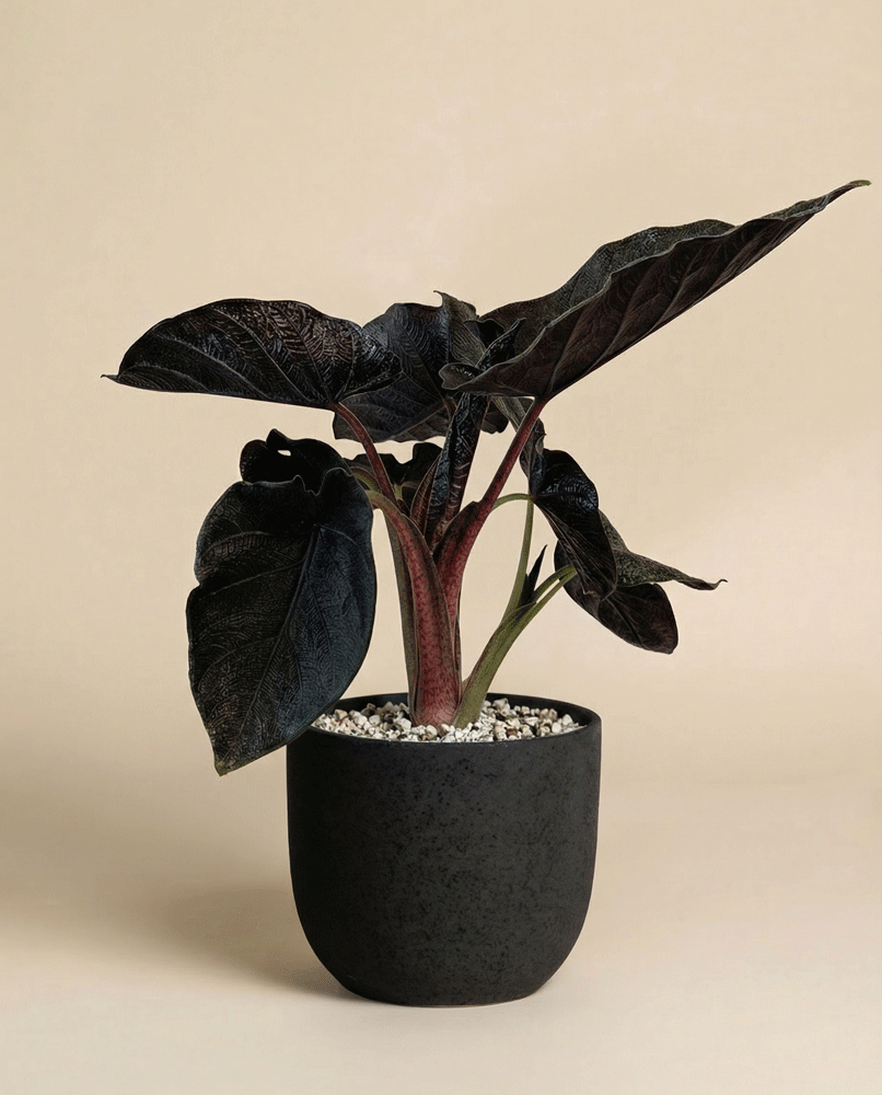 feey-alocasia-antoro-velvet-elefantenohr image 5