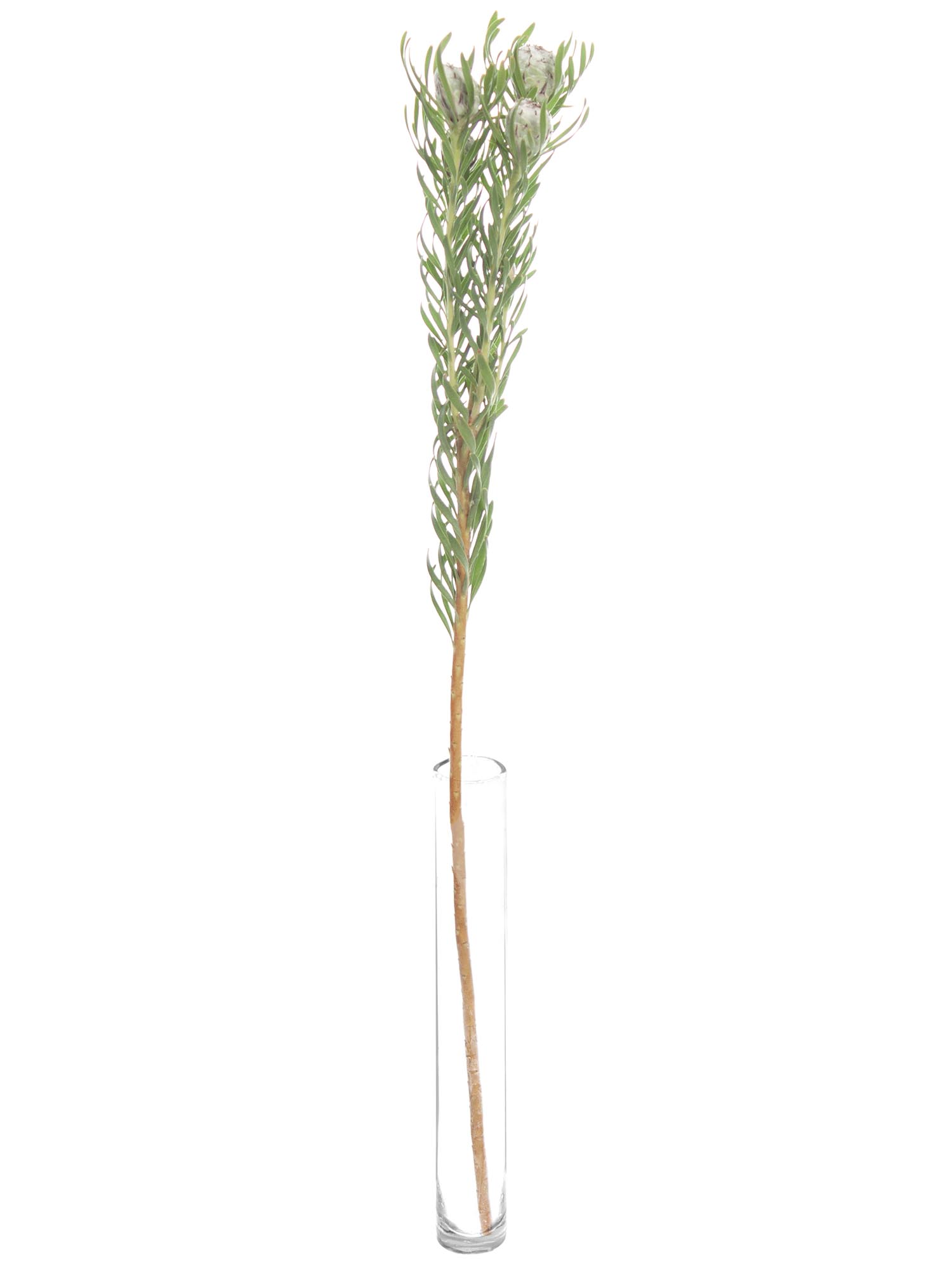 blumigo-berzelia-lanuginosa-bindegr-n-silber-gr-n image 3