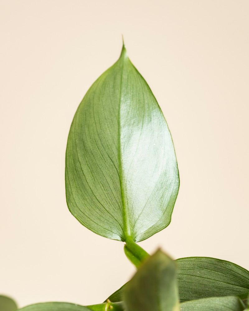 feey-variado-philodendron-hastatum-silver-sword-zimmerpflanze image 2