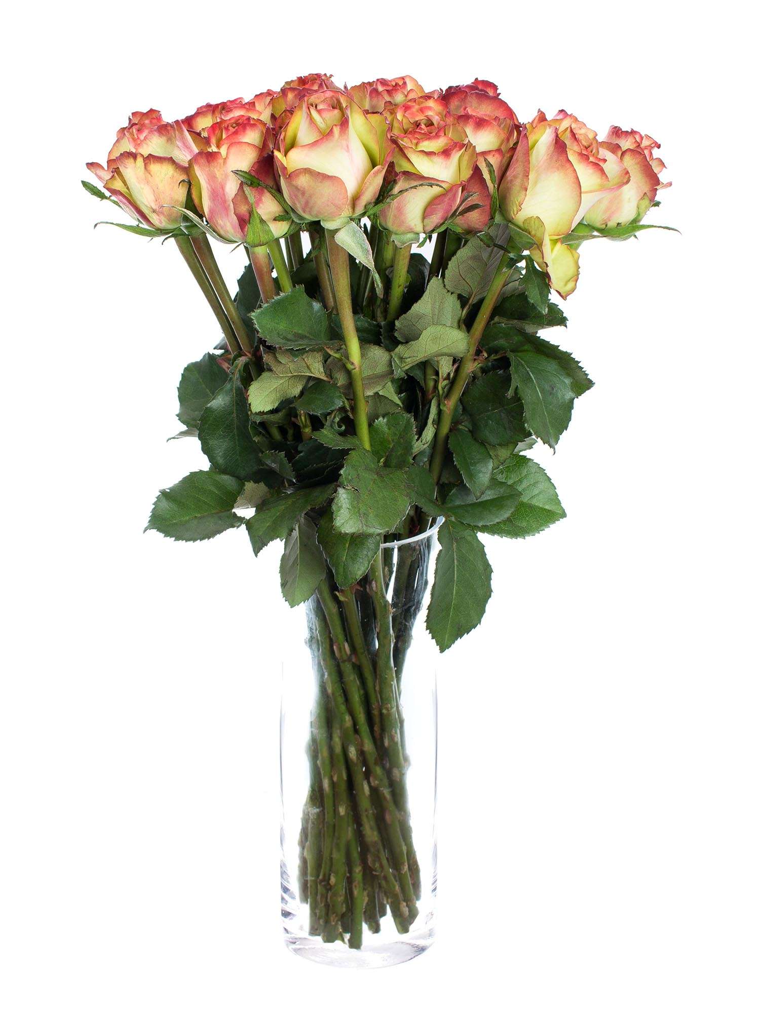 blumigo-rosen-brocante-schnittrosen-creme-rot image 2