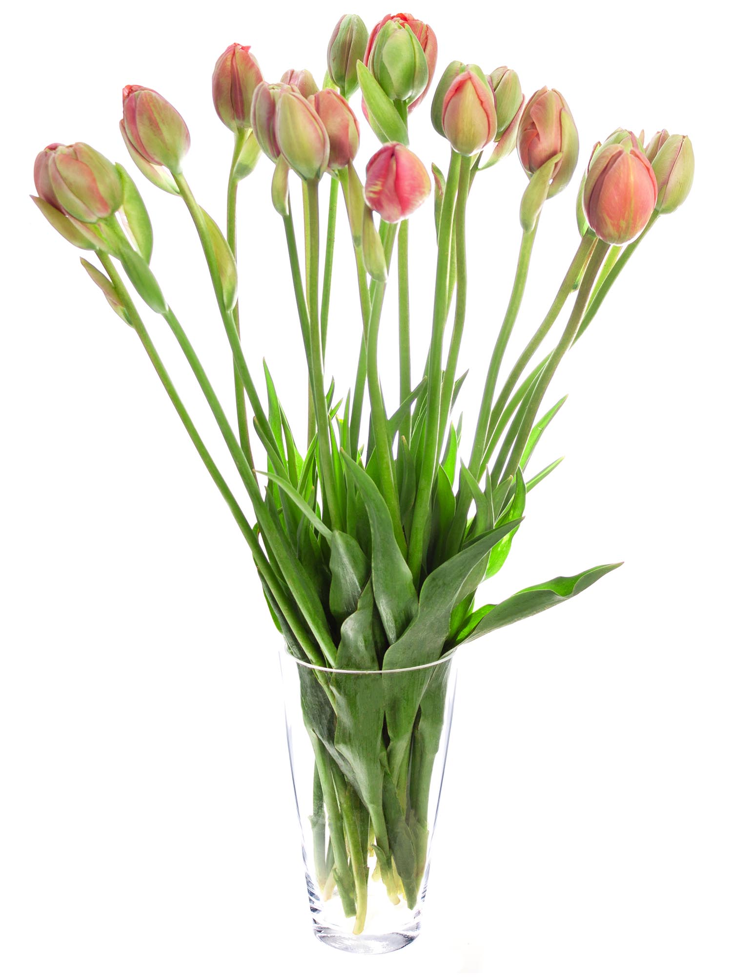 blumigo-tulpen-renown-unique-gef-llte-tulpe-pink image 2