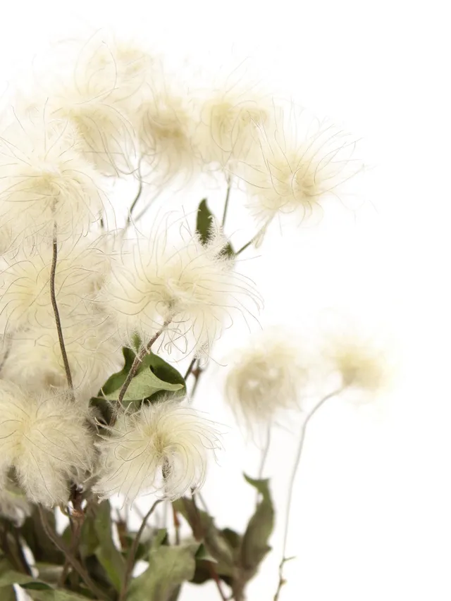 blumigo-trockenblumen-clematis-waldreben-getrocknet-natur-stiel image 1
