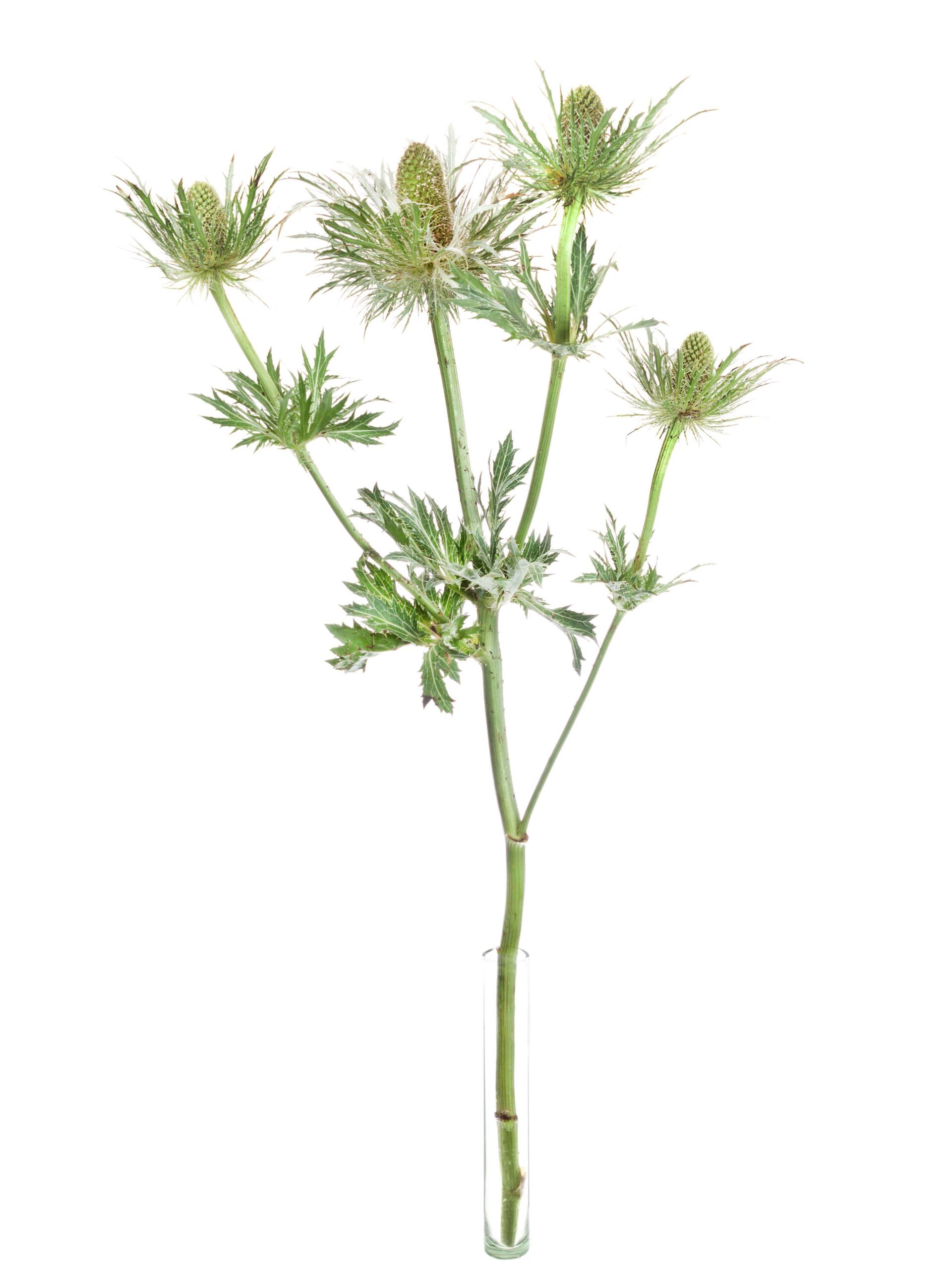 blumigo-disteln-xl-love-white-green-schnittblumen-gr-n image 3