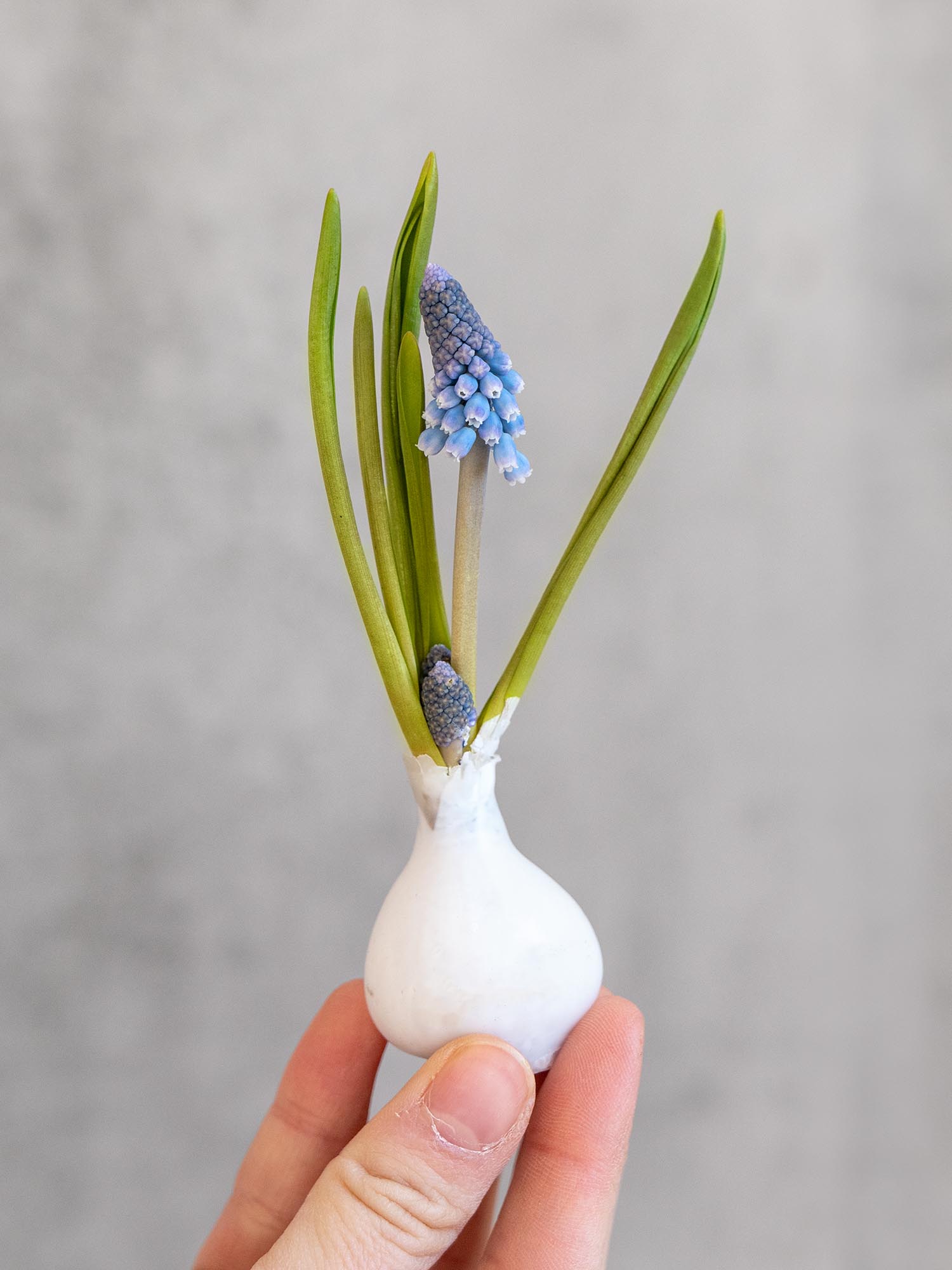 blumigo-fr-hlingsknollen-muscari-gewachst-wei-blaue-bl-te image 4