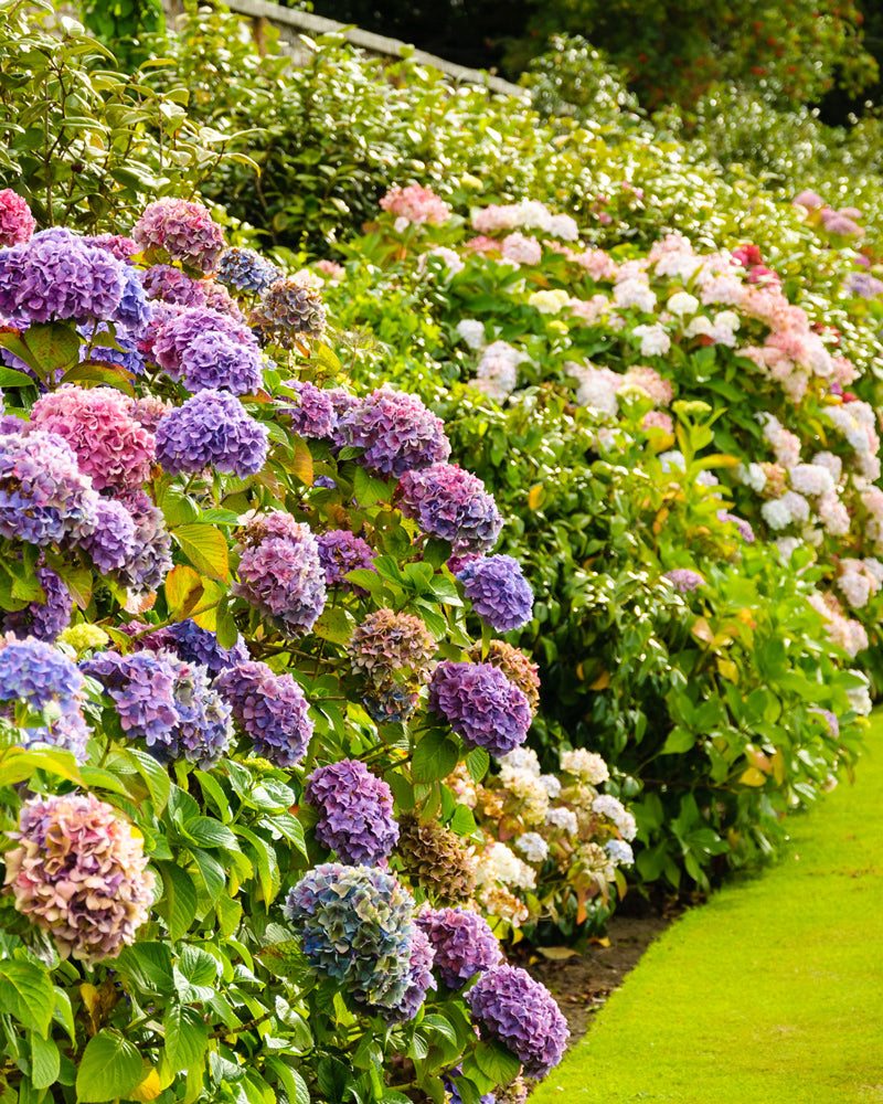 feey-amsterdam-rosa-hortensie-hydrangea-strauch-ohne-topf image 8