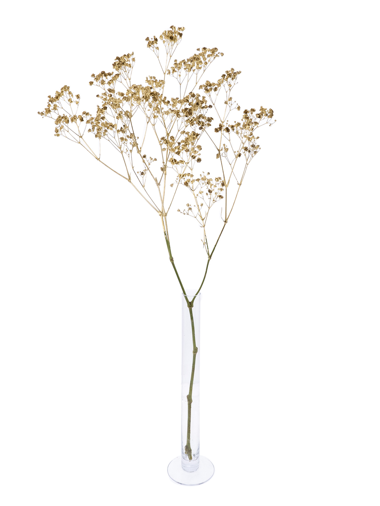 blumigo-schleierkraut-painted-trockenblumen-gold image 3