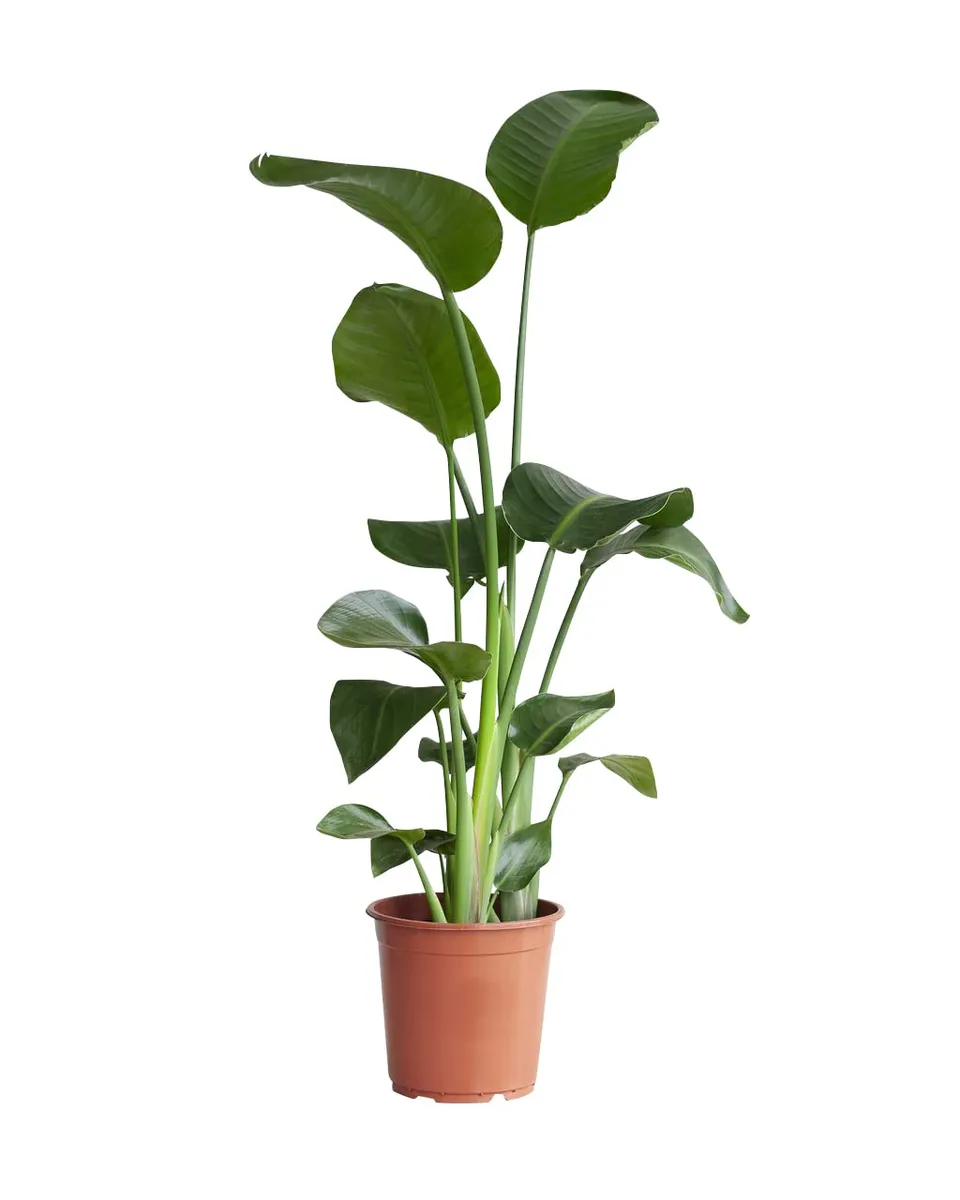 plnts-strelitzia-nicolai-zimmerpflanze-21cm-topf-85cm-gro-e-bl-tter image 1