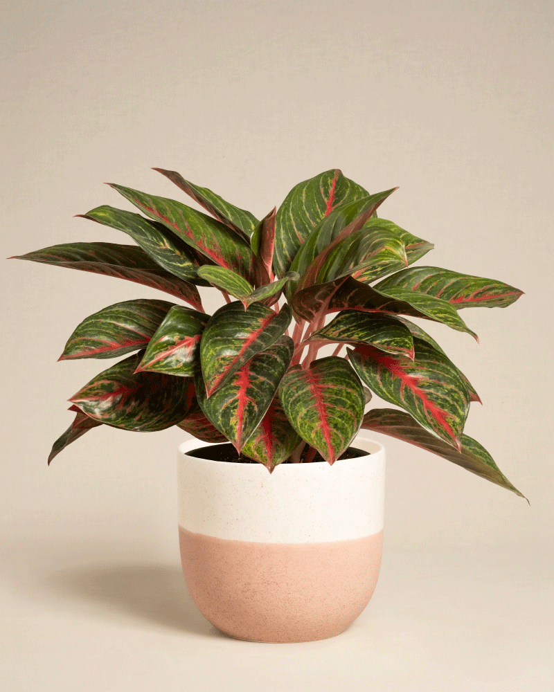 feey-variado-aglaonema-red-emerald-zimmerpflanze-topf-18 image 7