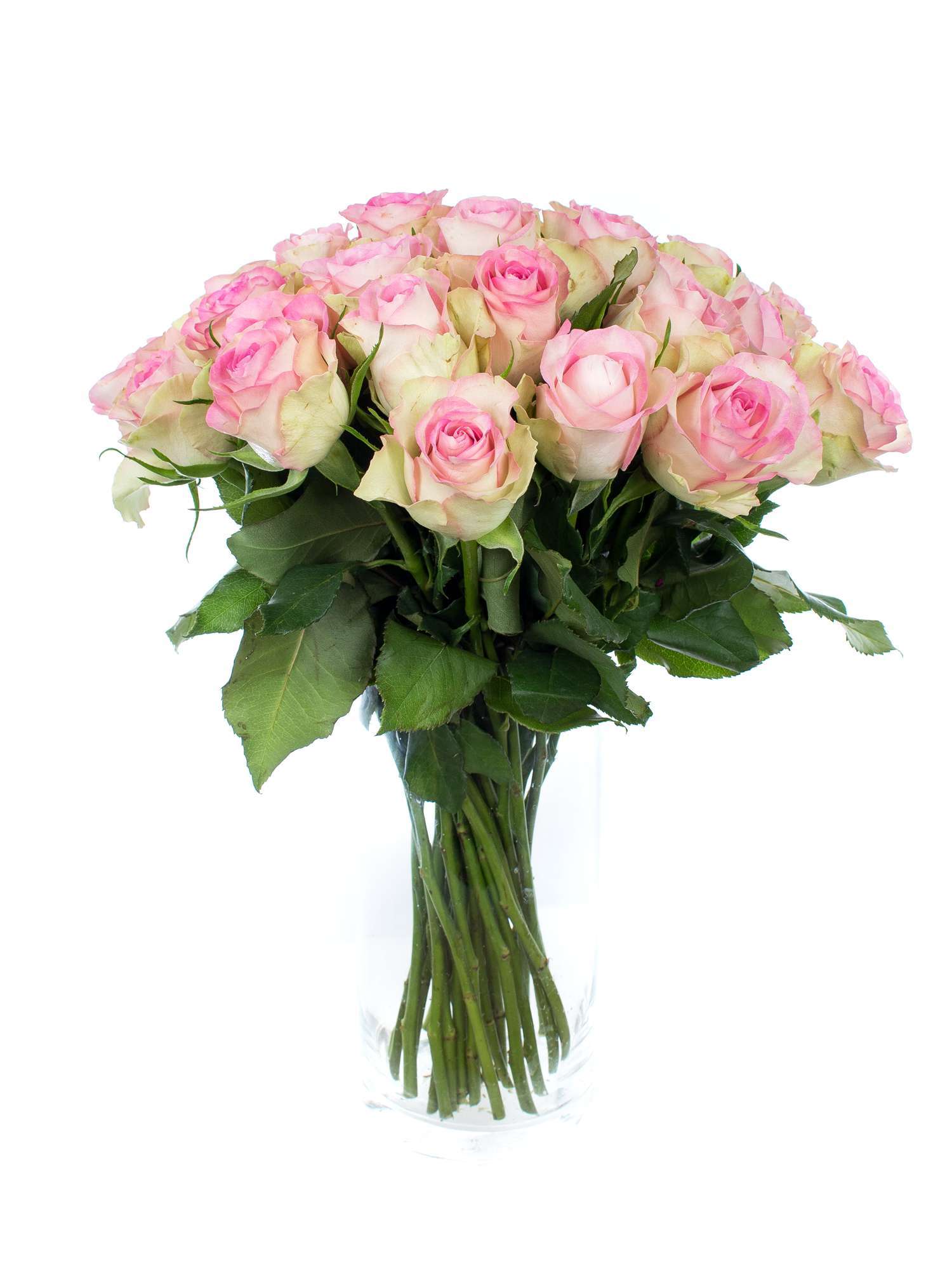 blumigo-rosen-lovely-jewel-schnittrosen-rosa-creme-st-ck image 2