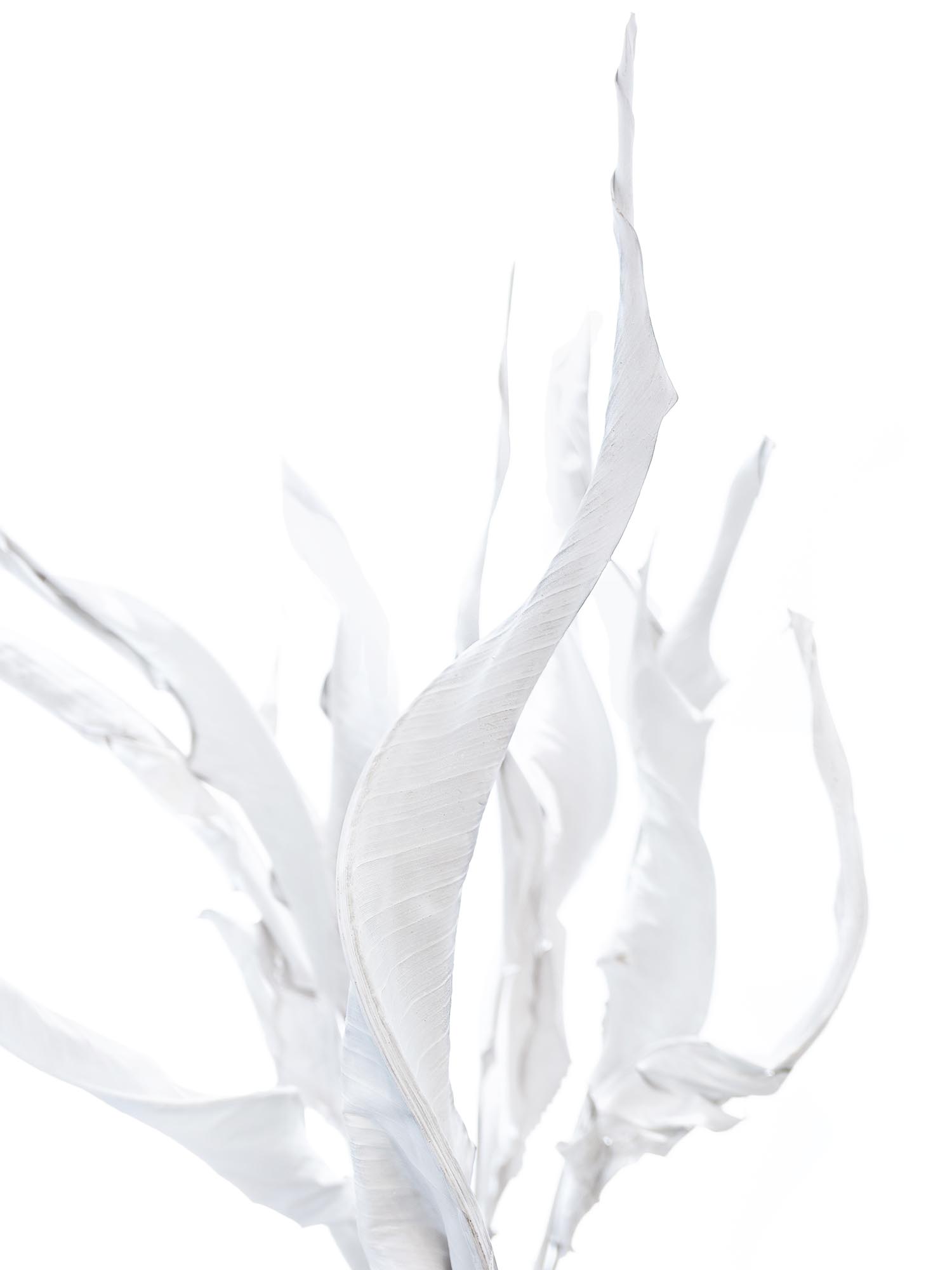blumigo-trockenblumen-strelitzienbl-tter-getrocknet-wei-stiel image 1