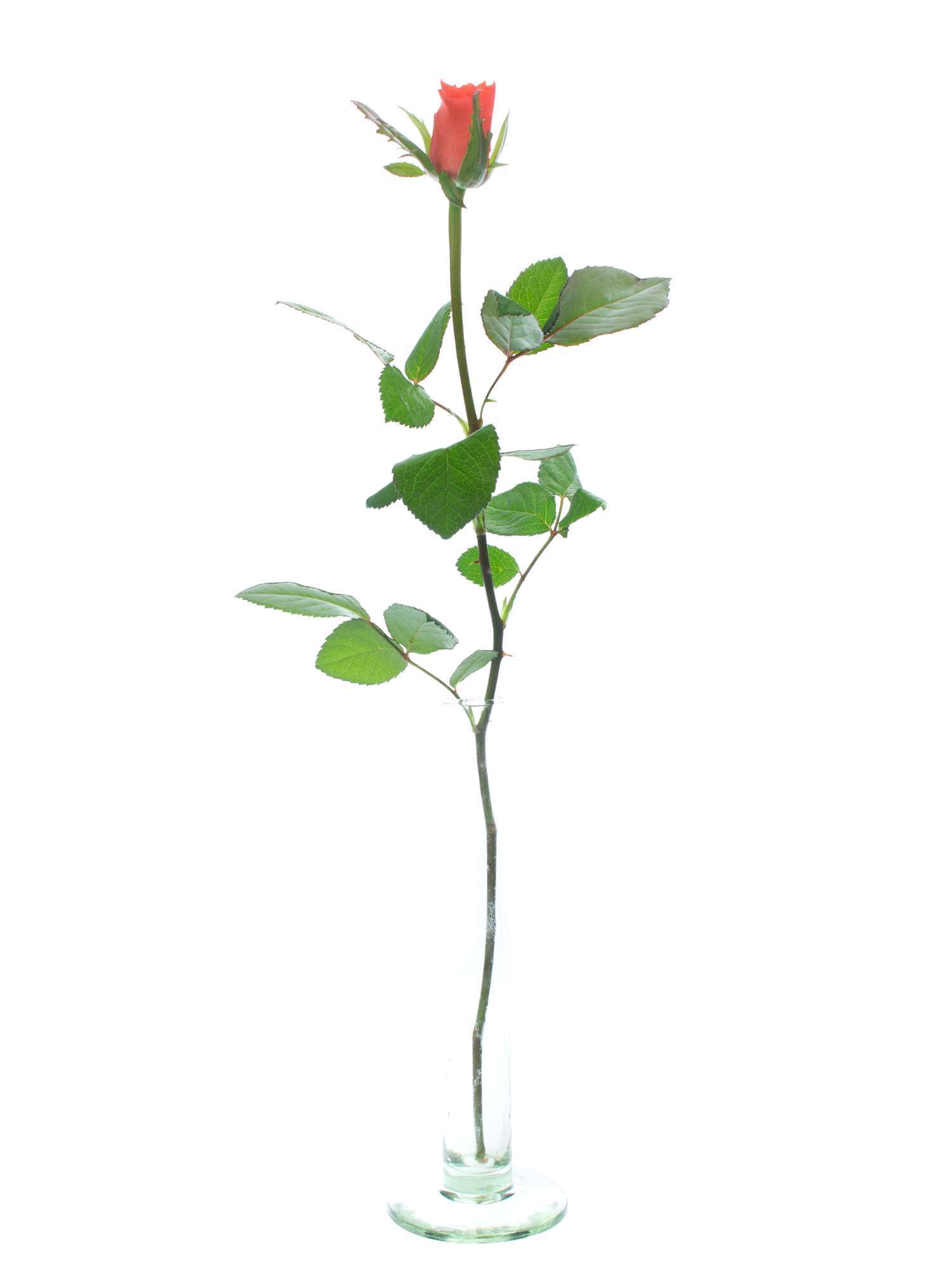 blumigo-rosen-punch-orange-schnittrose image 3