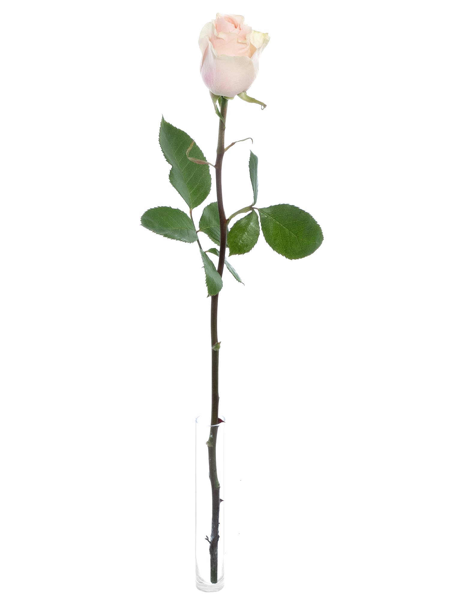 blumigo-rosen-frutteto-schnittrose-rosa-creme image 3