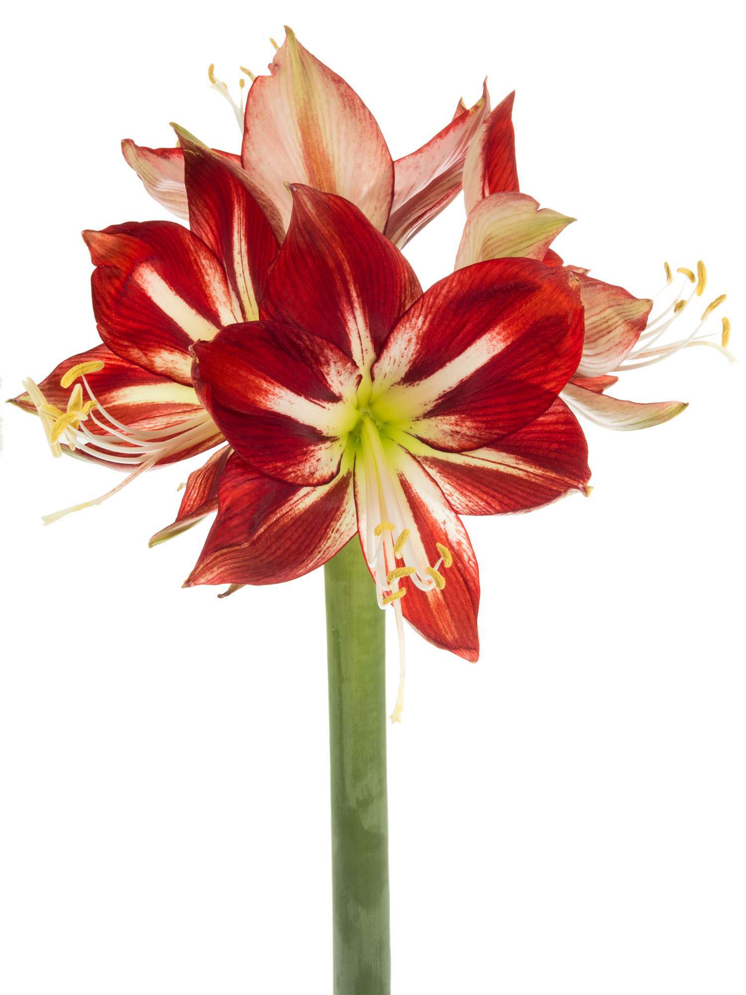 blumigo-amaryllis-passion-schnittblume-rot-wei-f-r-vase image 2