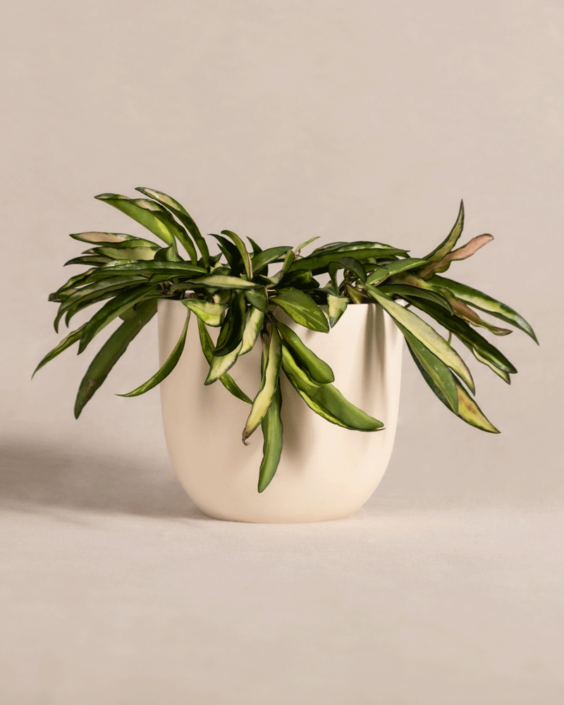 feey-variado-hoya-wayetii-tricolor-porzellanblume-o-topf image 6