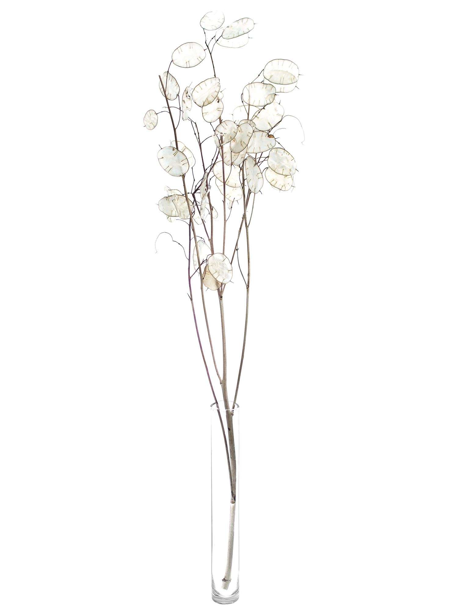 blumigo-lunaria-trockenblumen-wei-silber-getrocknet image 3