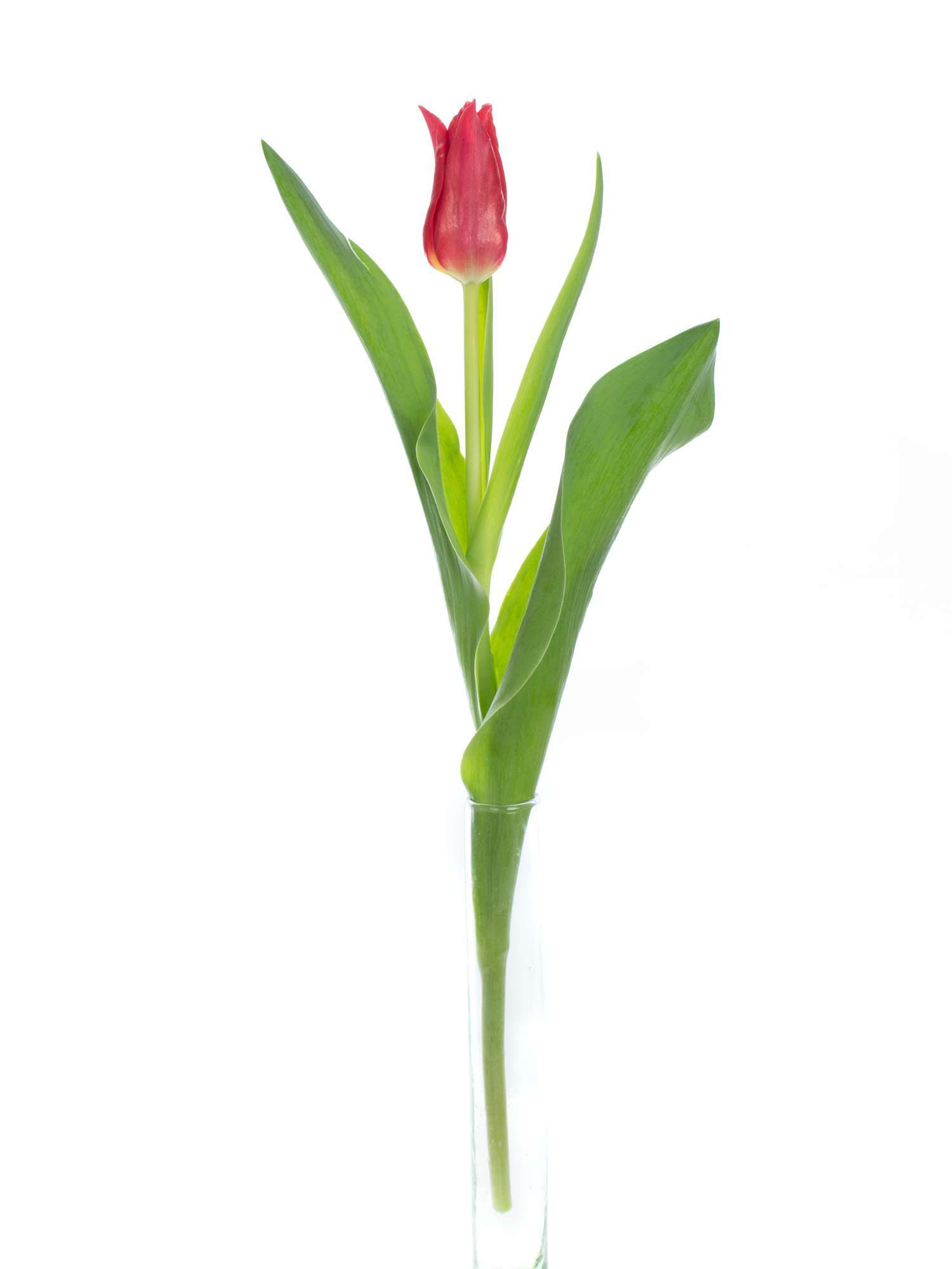blumigo-tulpen-pretty-woman-rote-schnittblume image 3
