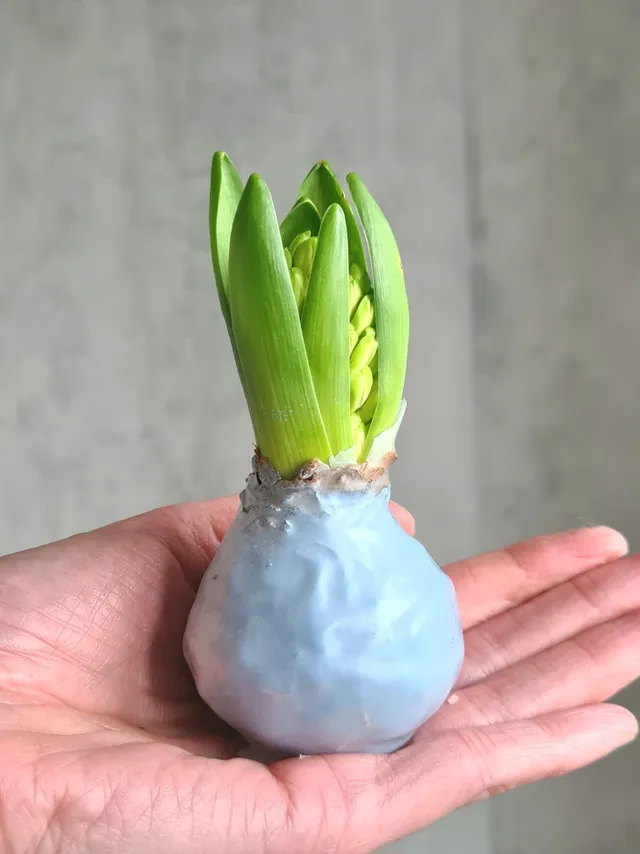 blumigo-fr-hlingsknollen-gewachste-hyazinthenknollen-blumenzwiebel-pastellblau-d image 1