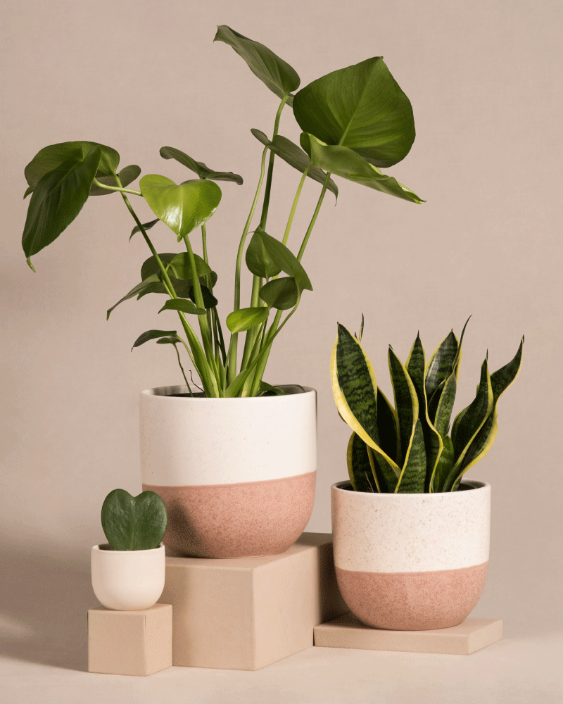 feey-bestseller-trio-pflanzenset-monstera-sansevieria-hoya-3tlg image 5