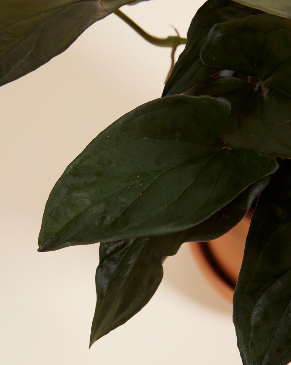 plnts-rareplnts-syngonium-red-arrow-purpurtute-12cm image 3