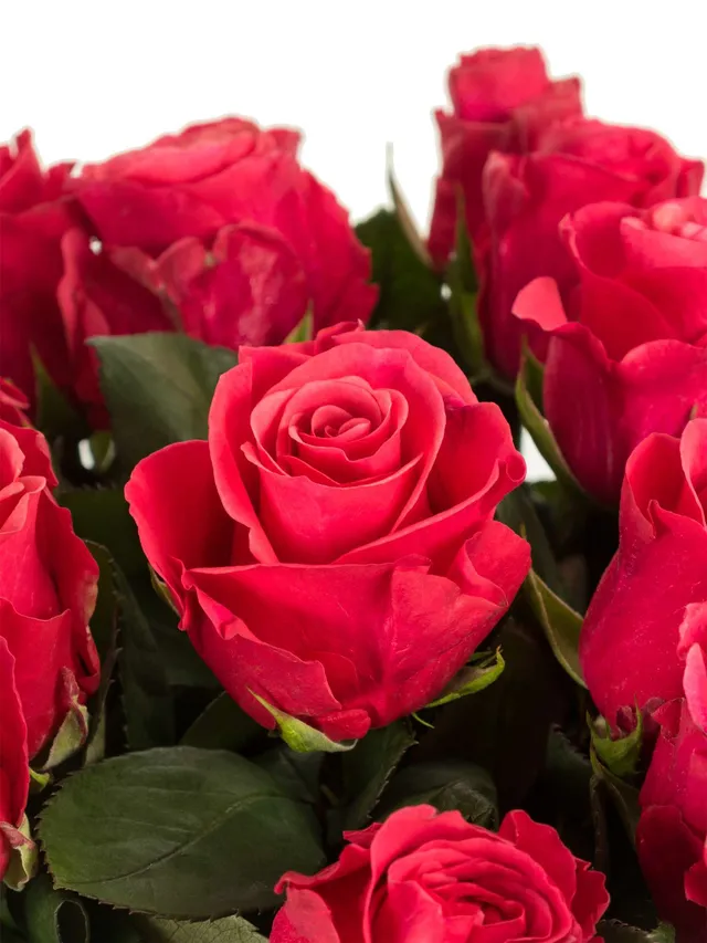 blumigo-rosen-tacazzi-schnittrose-pink-kr-ftig-frisch image 1
