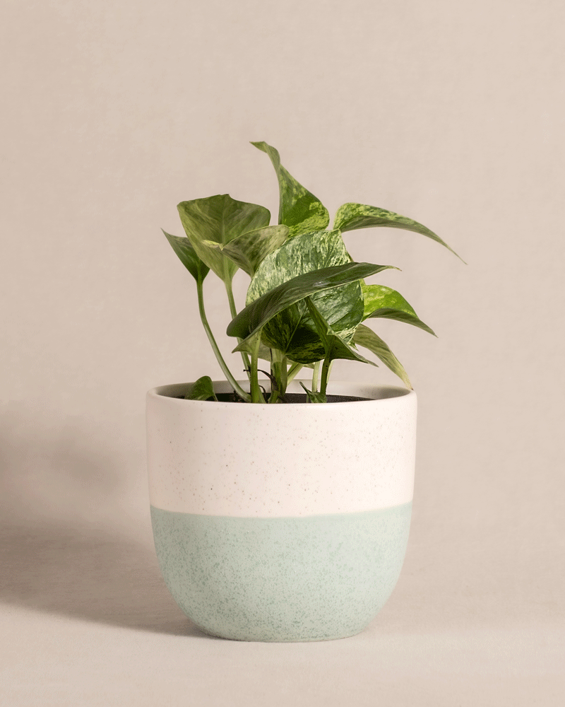feey-variado-marble-queen-efeutute-zimmerpflanze-ohne-bertopf image 5
